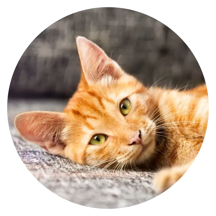 Orange tabby cat lying on a carpet, looking at the camera.